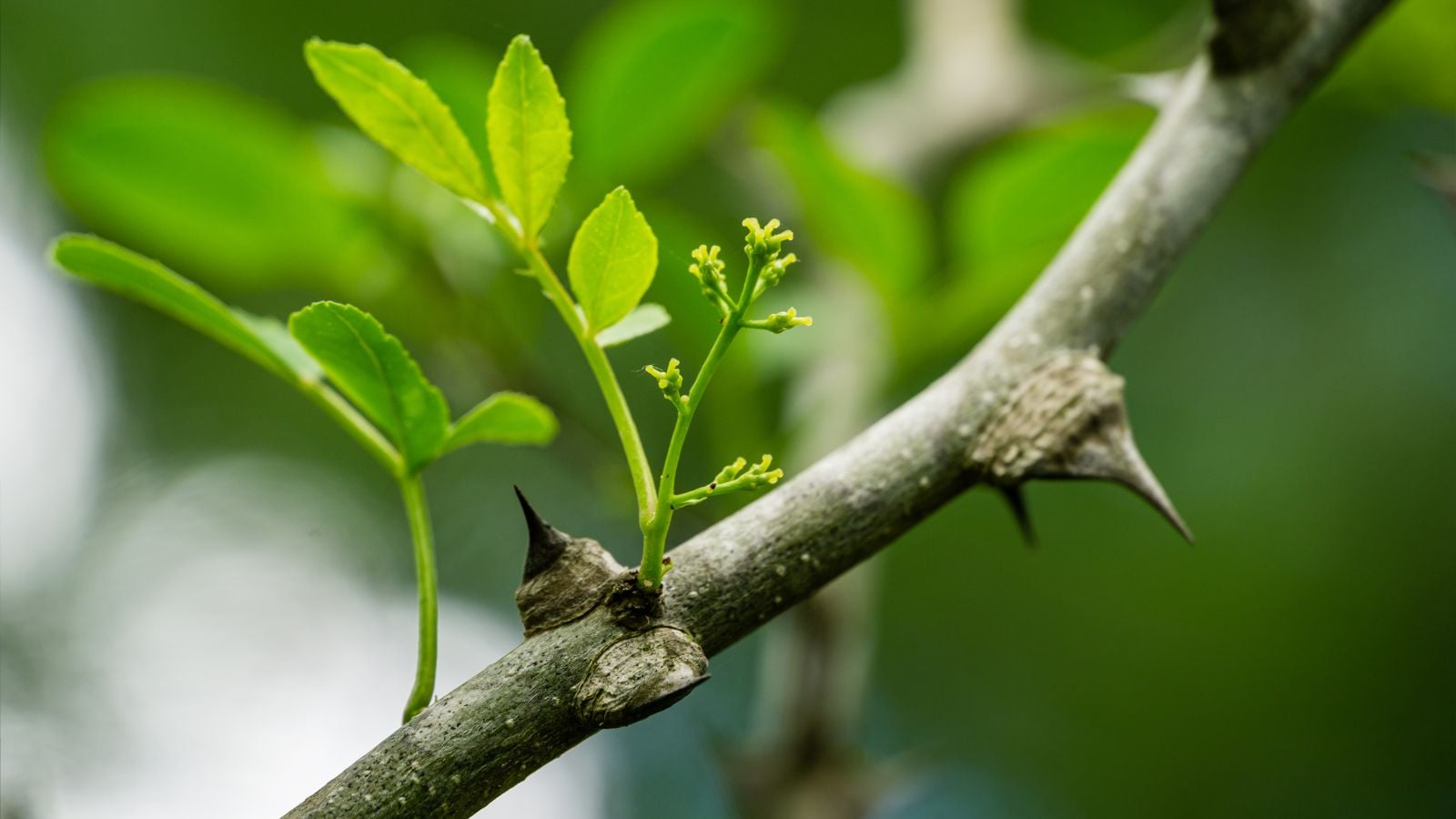 Green shoots sprouting from a Zanthoxylum spp. plant's woody branch, appearing to be placed somewhere with bright light