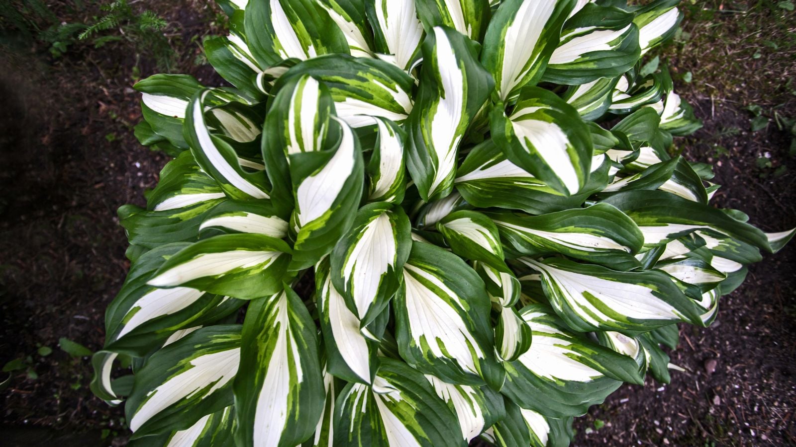 An overhead and close-up shot of a composition of dark-green leaves with creamy-white centers called the Pandora's Box