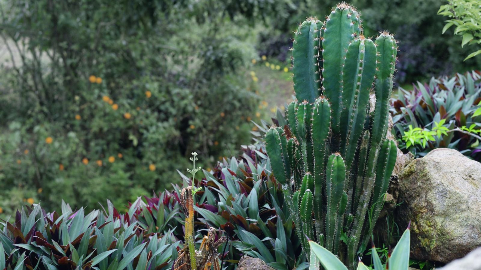 A close-up shot of a composition of upright, plump trunks of the Peruvian Apple Cactus, placed alongside other foliage in a well lit area outdoors