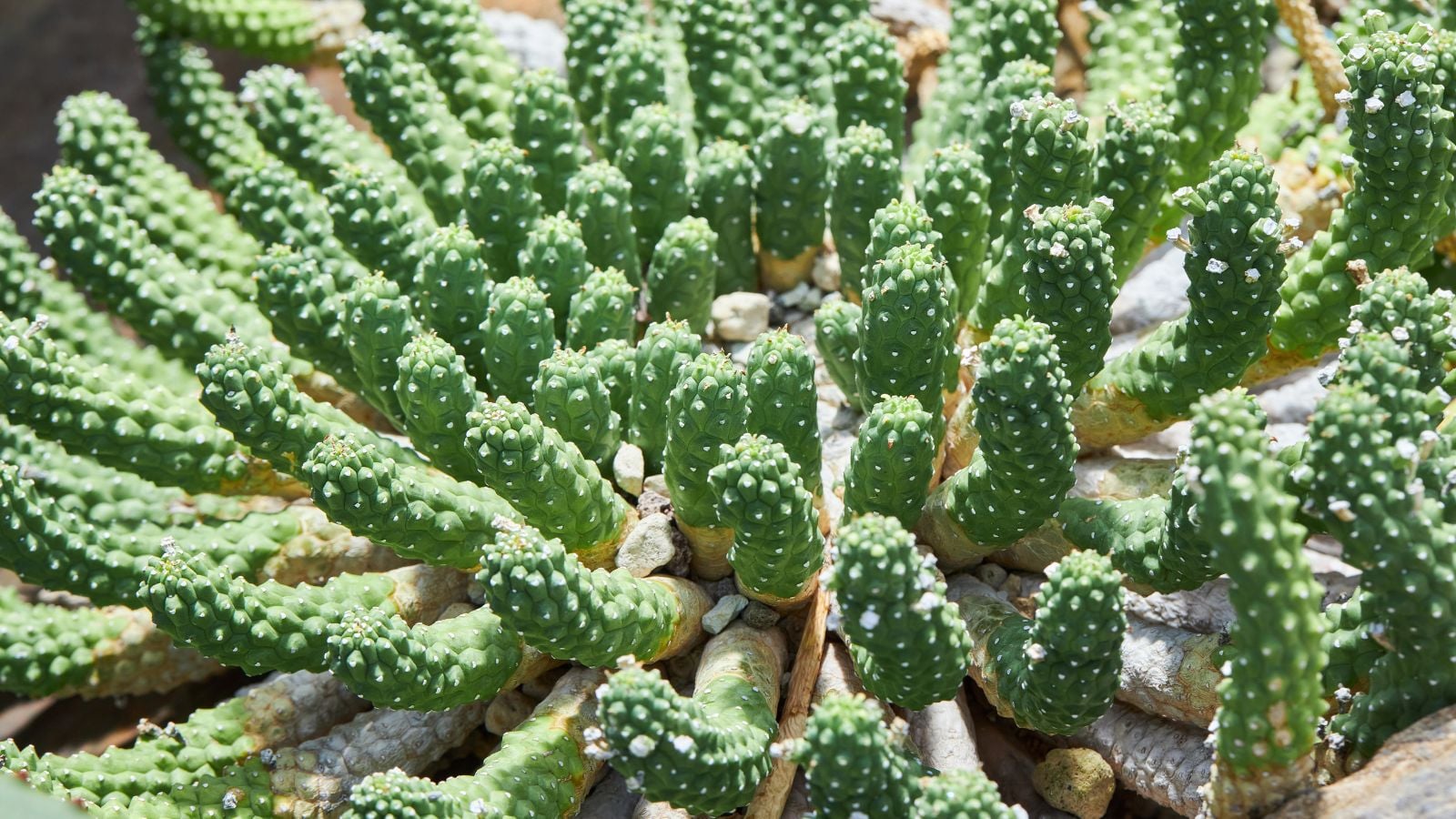 A close-up and overhead shot of a composition of developing green and plump leaves of the Resin Spurge