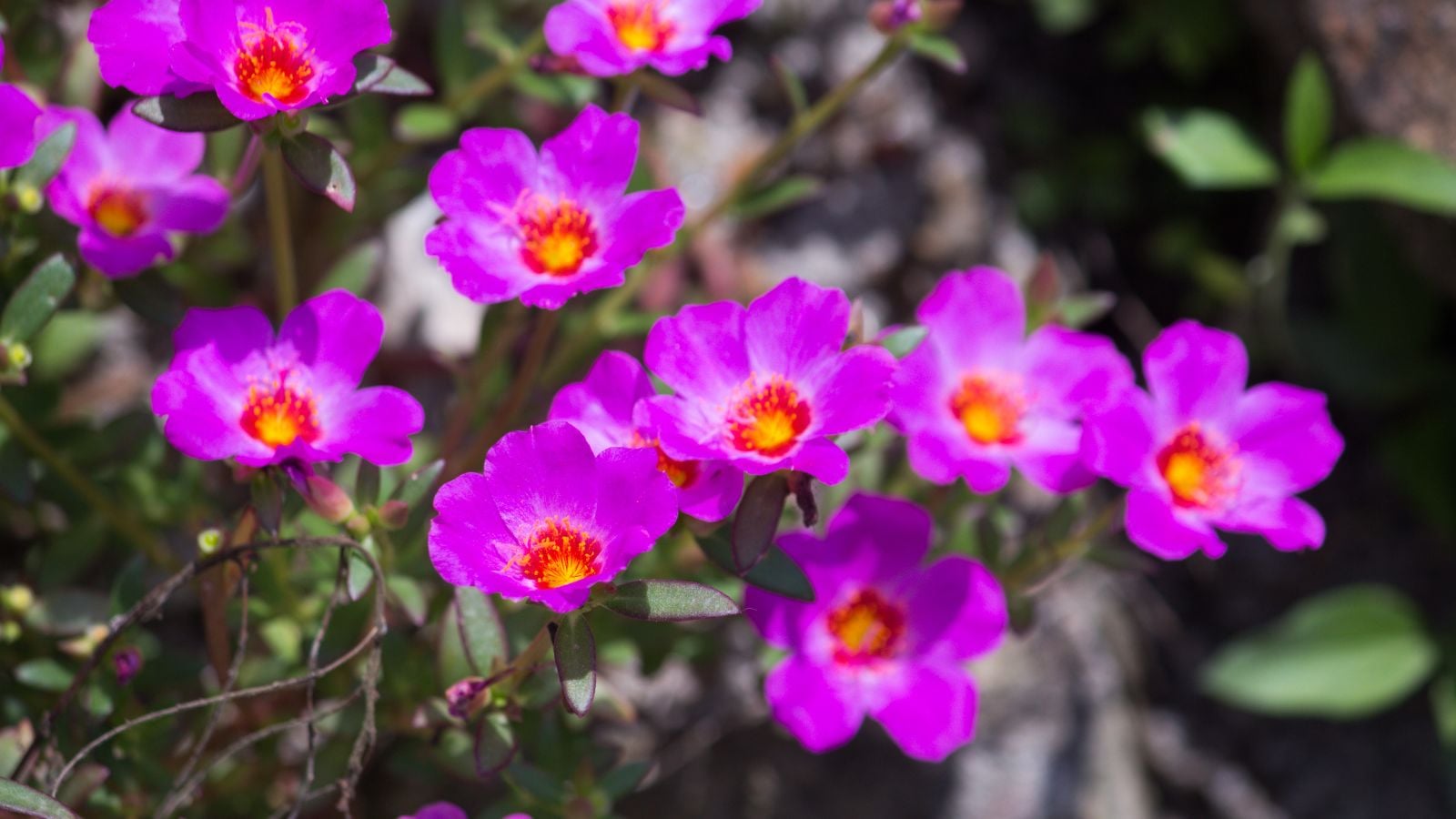 A close-up shot of a small composition of vibrant pink-purple colored flowers of the Rock Purslane