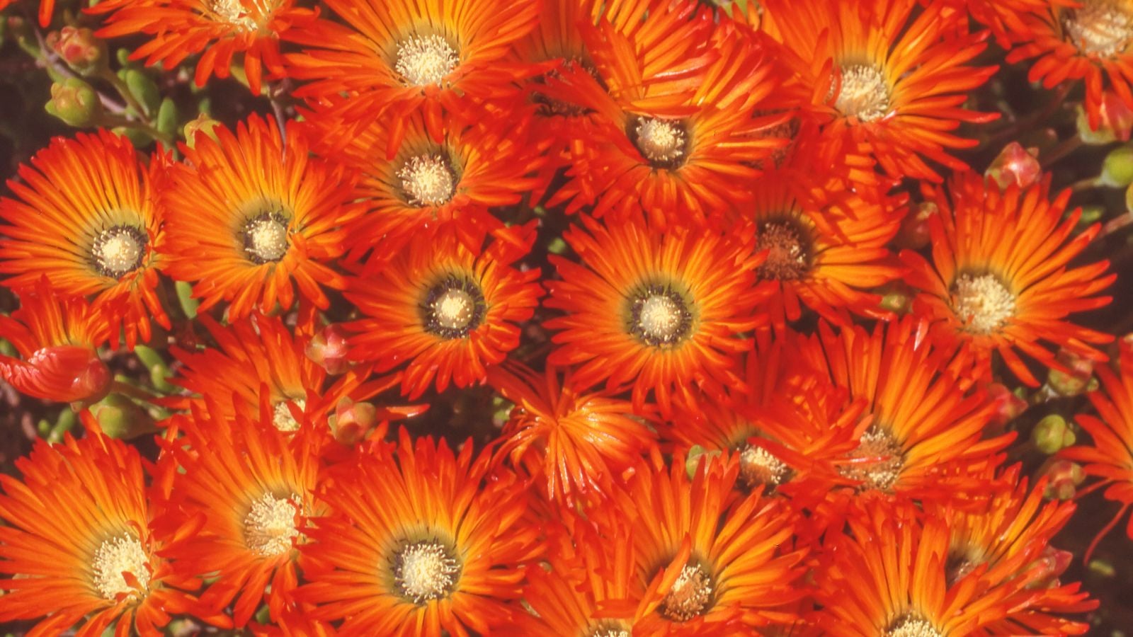 A close-up and overhead shot of a composition of vibrant red-orange colored flowers of the Royal Dewflower