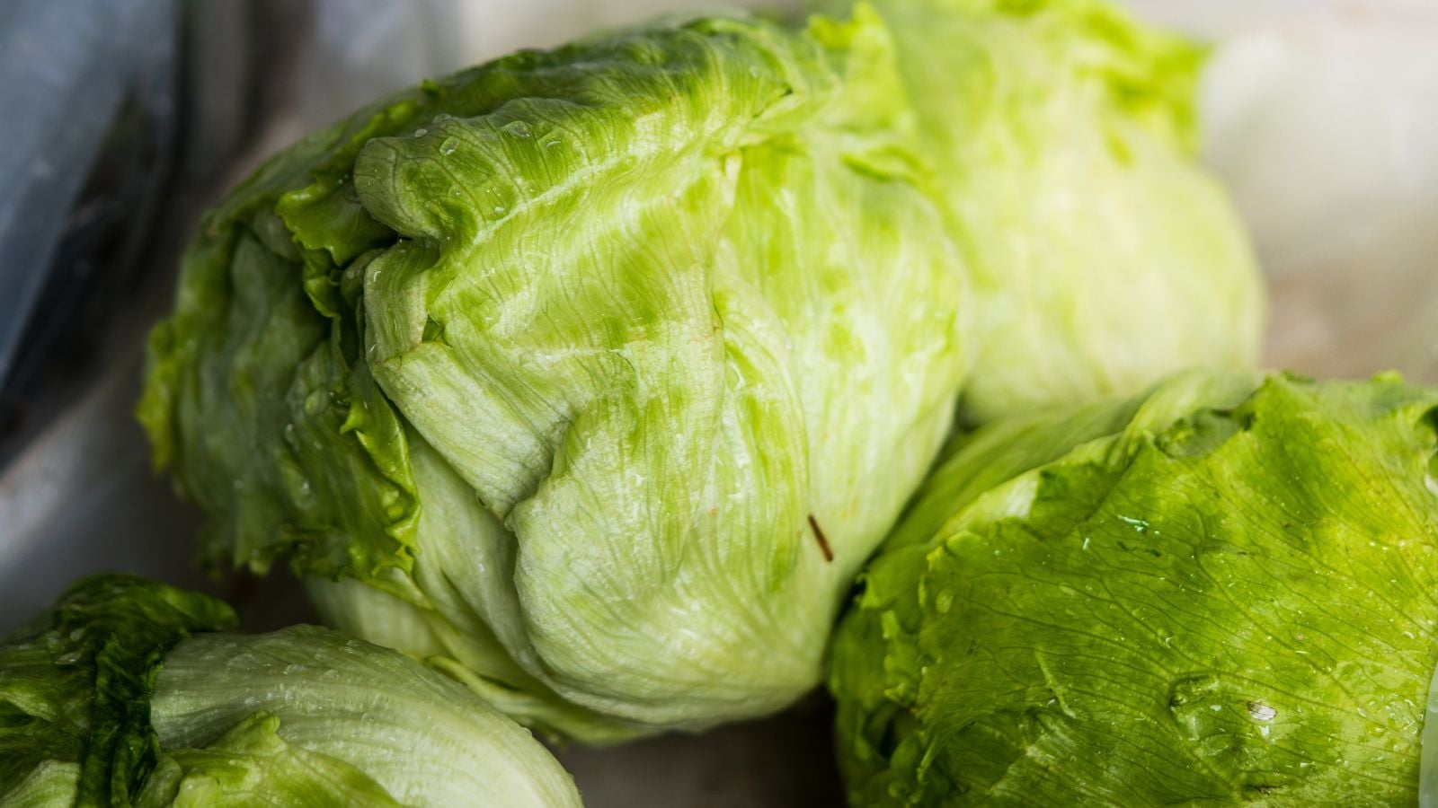 A pile of freshly harvested Saladin heads, with packed green leave forming a firm round form under bright light