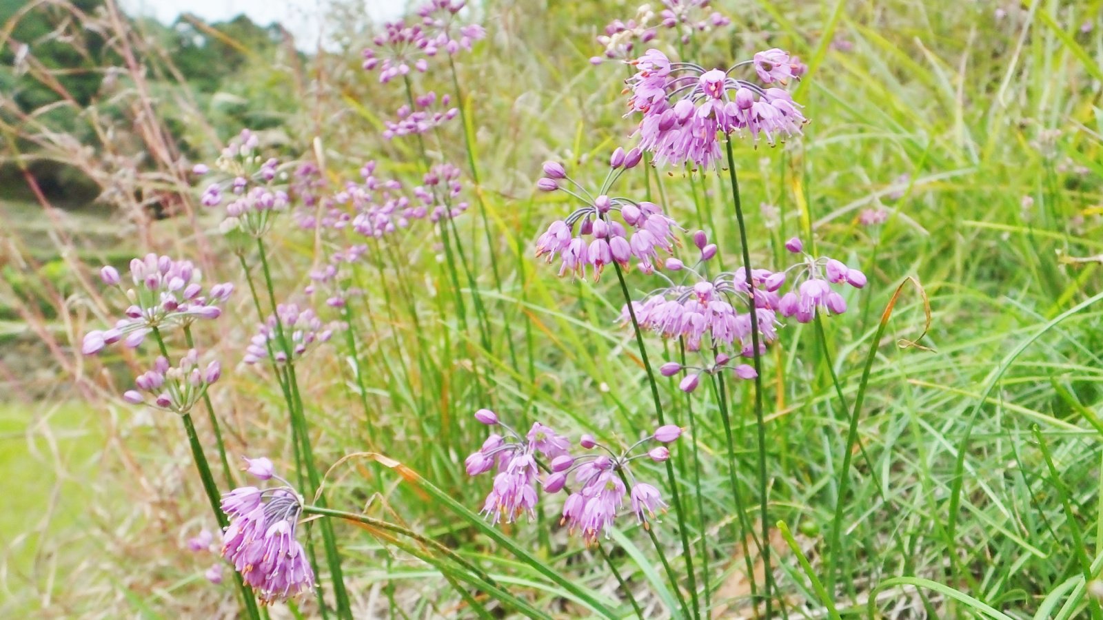 Side shot of a row of Allium thunbergii plants with their nodding purple flowers and slender green stems.
