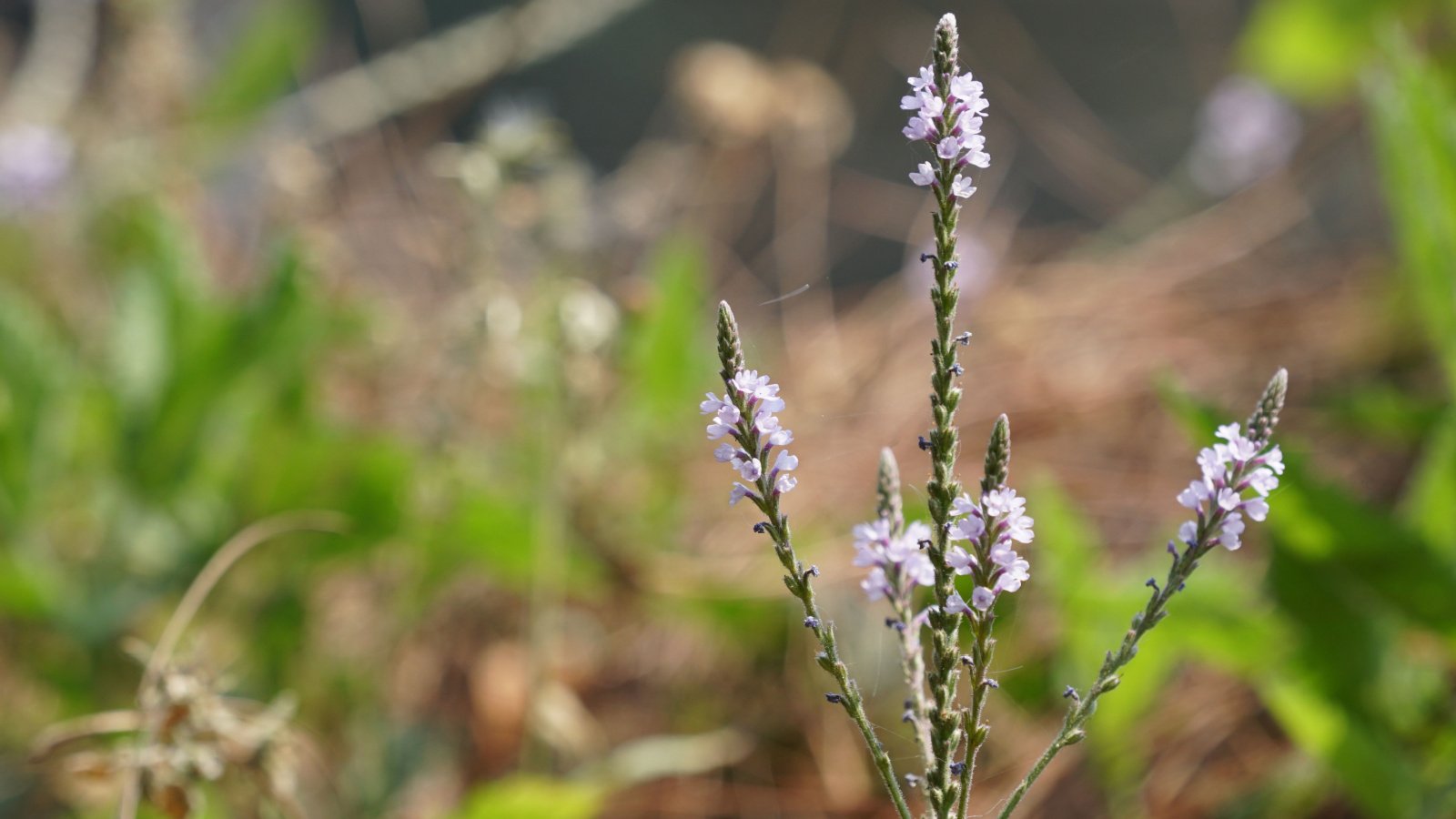 A shot of Simpler's-joy or Verbena officinalis in a garden setting as evidenced by a blurred background.