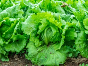 Close up of rows of heads of iceberg lettuce, looking bright green under sunlight