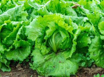 Close up of rows of heads of iceberg lettuce, looking bright green under sunlight
