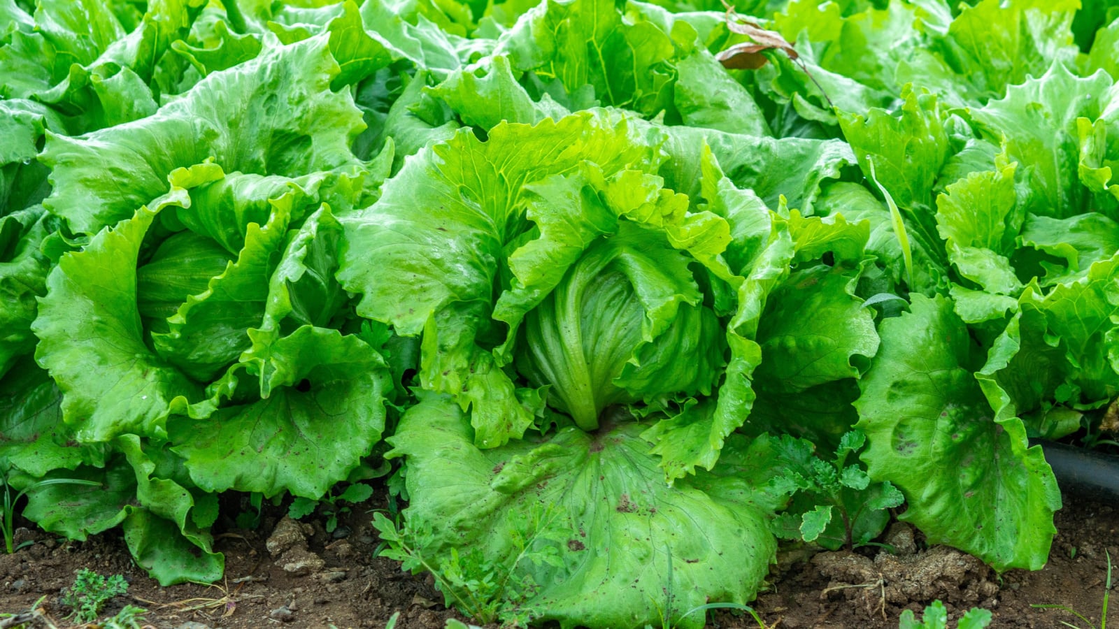 Close up of rows of heads of iceberg lettuce, looking bright green under sunlight