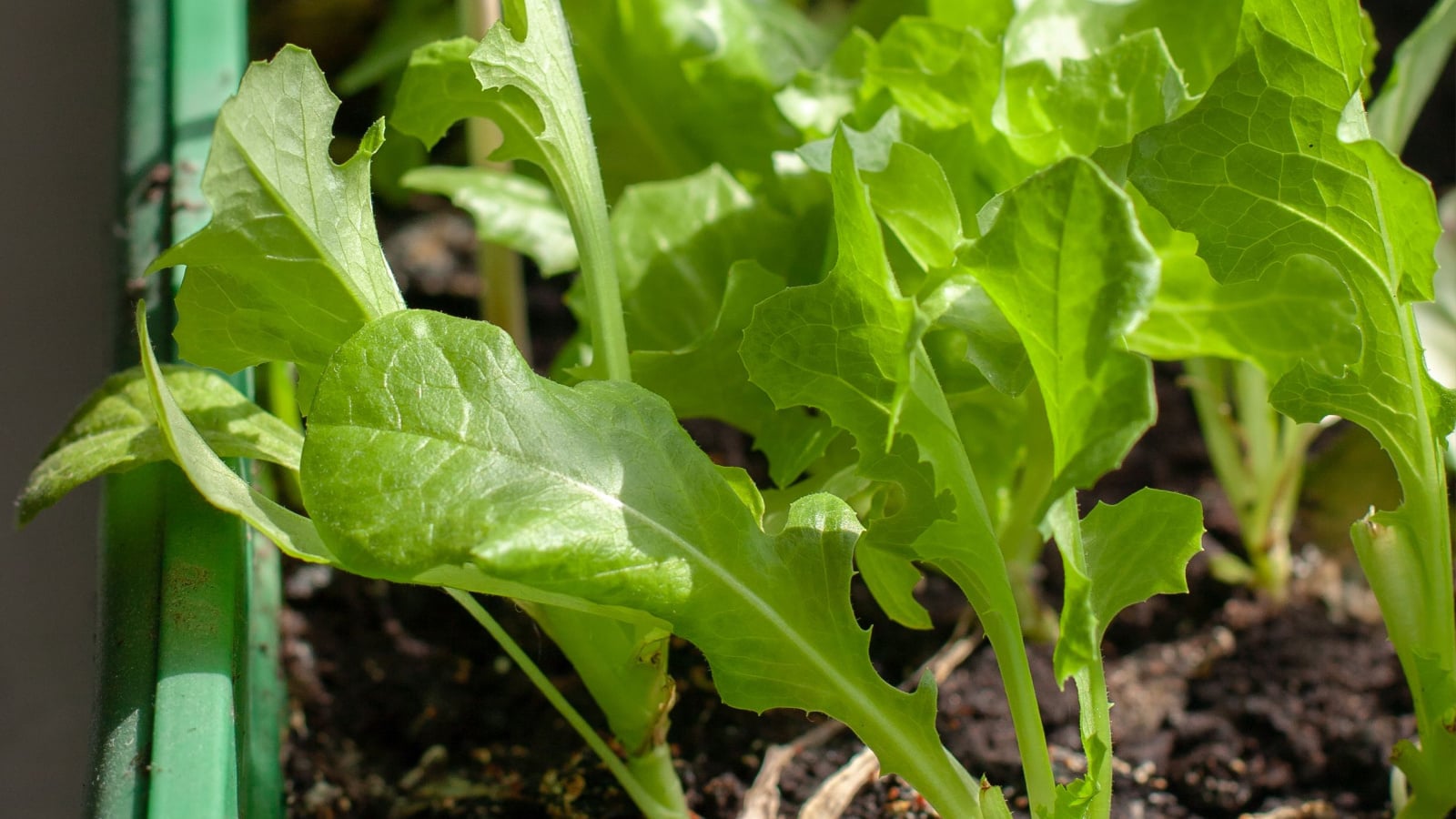 Close-up of organic Lactuca sativa seedlings with green foliage in seed starting trays.