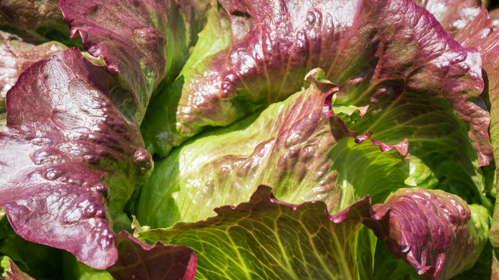 Close up of the vibrant green and deep red Lactuca sativa 'Red Iceberg' with crisp, ruffled leaves in a brightly lit garden bed.