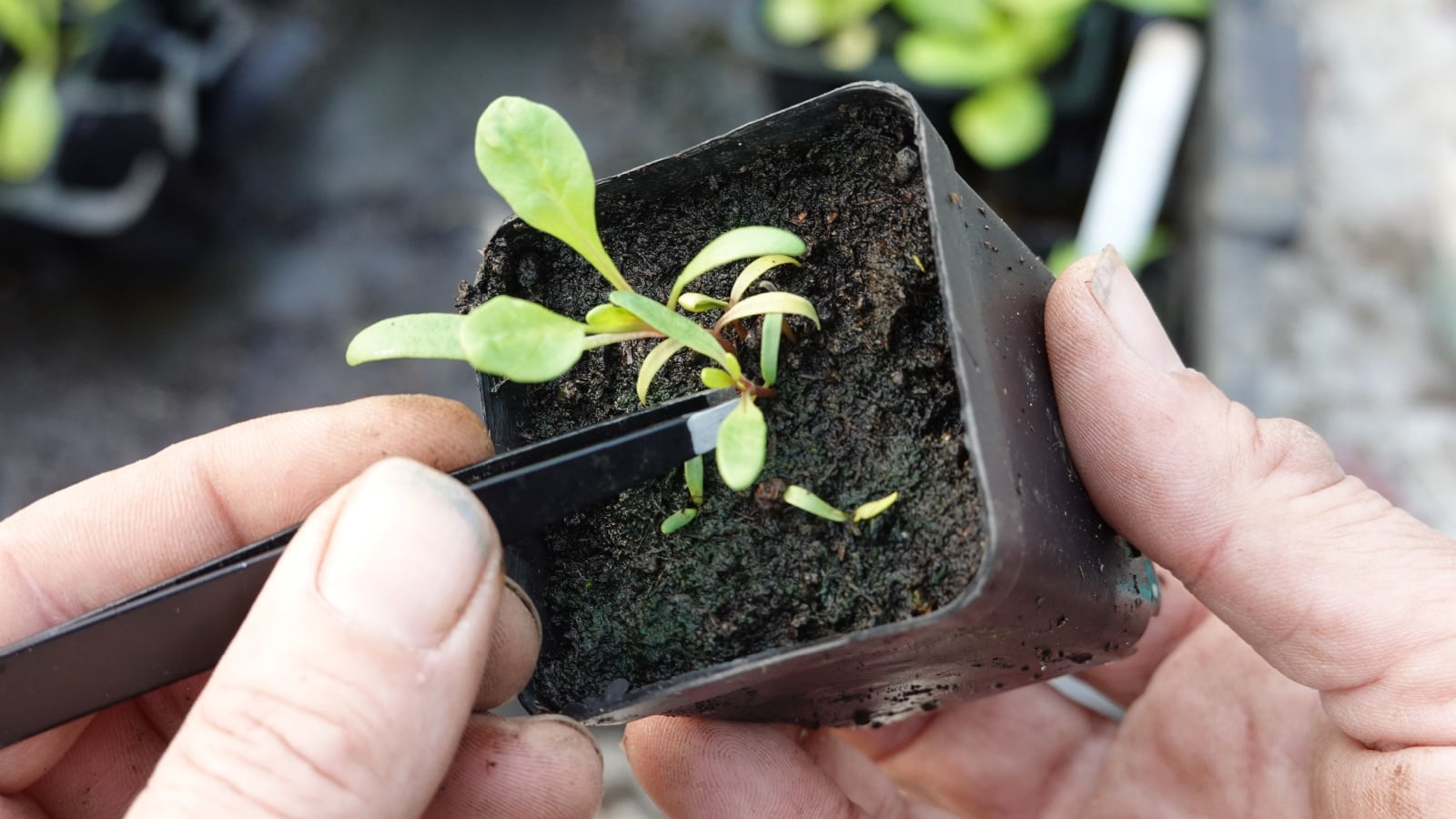 A gardener carries a plastic container with various Lactuca sativa 'Iceberg' seedlings growing within, showing vibrant green leaves in a sunny garden. The gardener uses tweezers to pluck seedlings from the container.