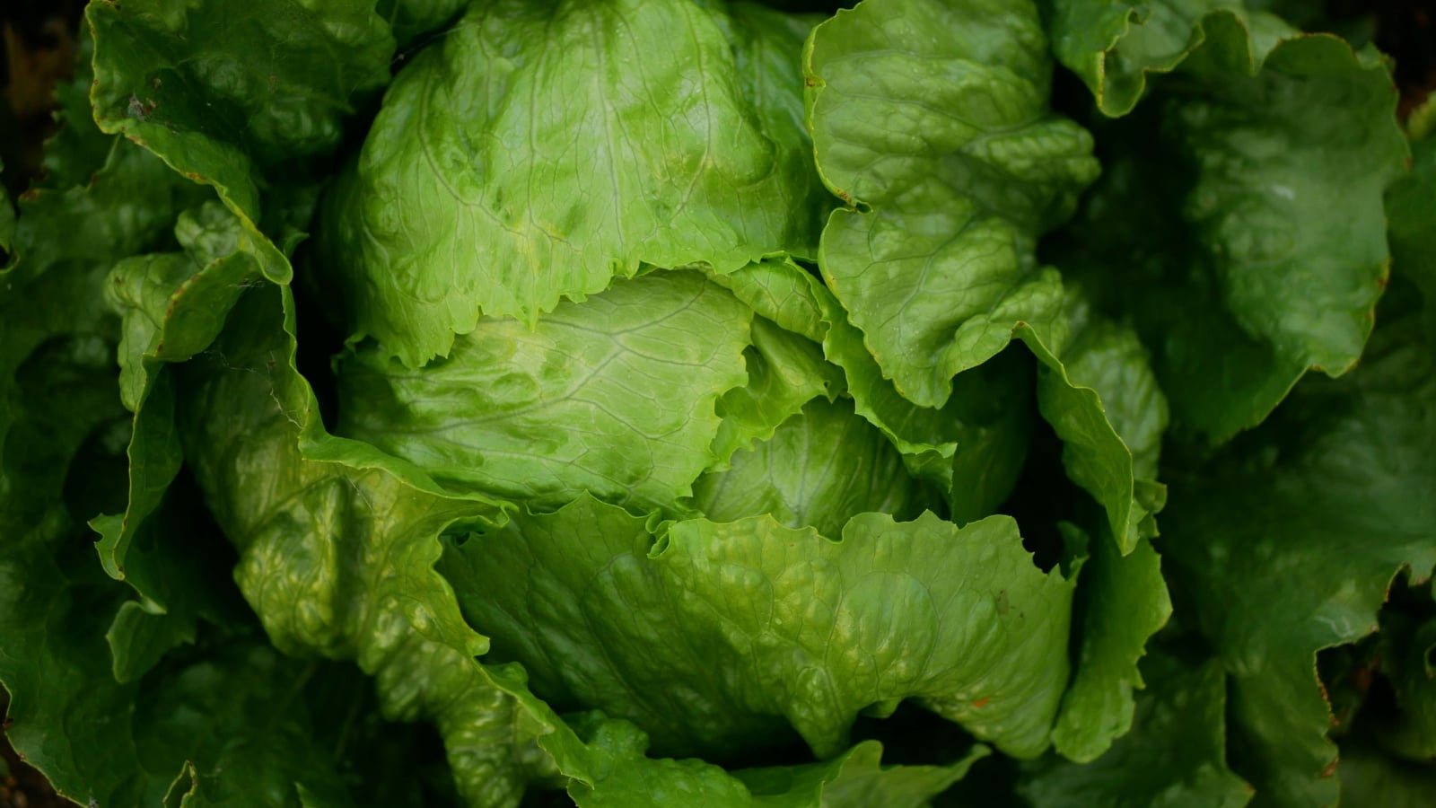 Close up of Lactuca sativa 'Igloo' leafy heads with curled bright green leaves packed closely.