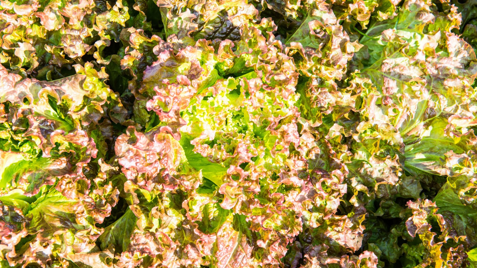 A closeup of of young heads of Saragossa appearing to have moist and crunchy leaves in rich soil under sunlight. The leaves are green with red speckles all over.