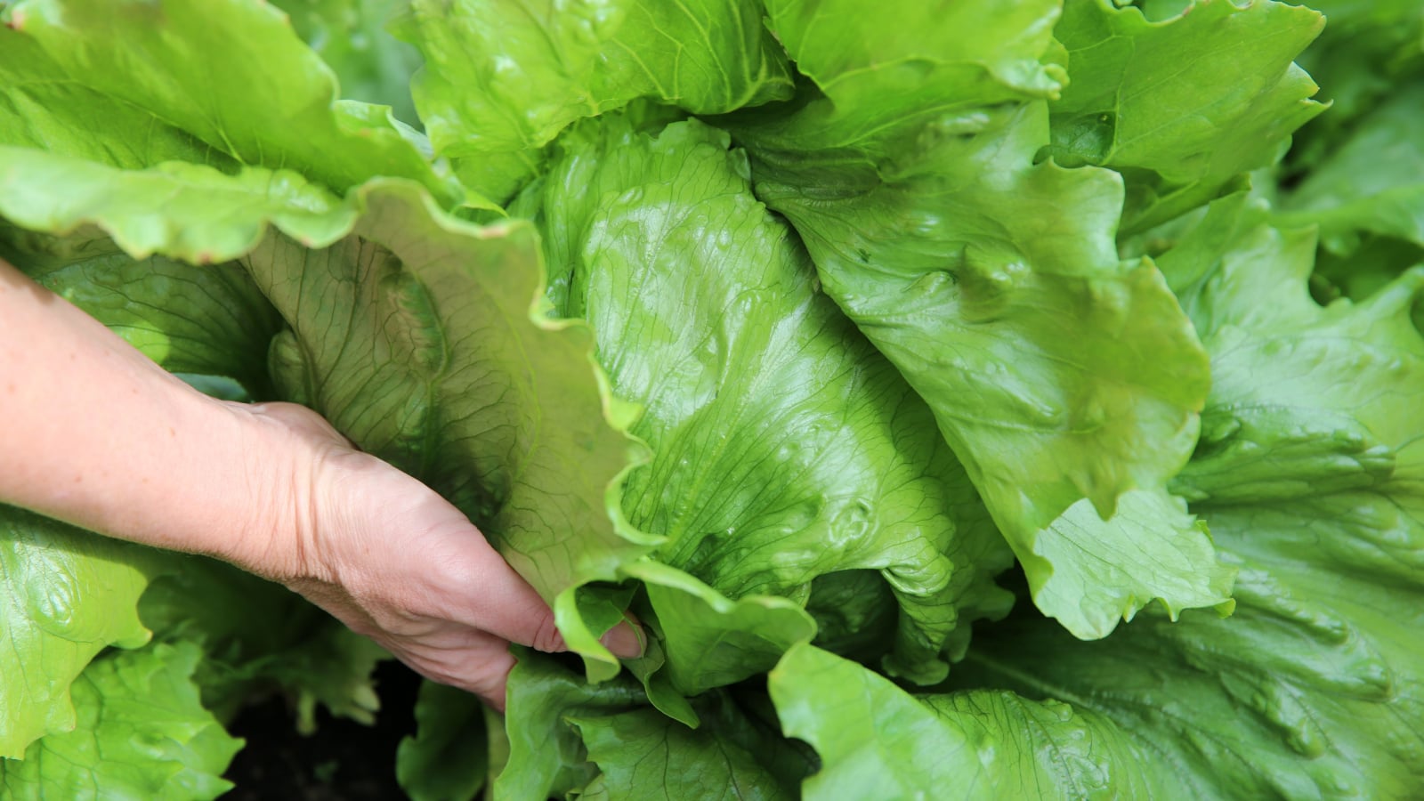 A gardener's hands lift a huge, bright green head of iceberg lettuce from the garden. 