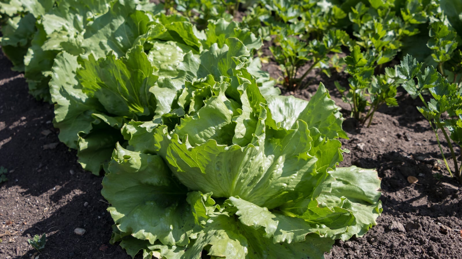 Clusters of vibrant green leaves with curly, ruffled edges forming dense rosettes neatly arranged in rows.