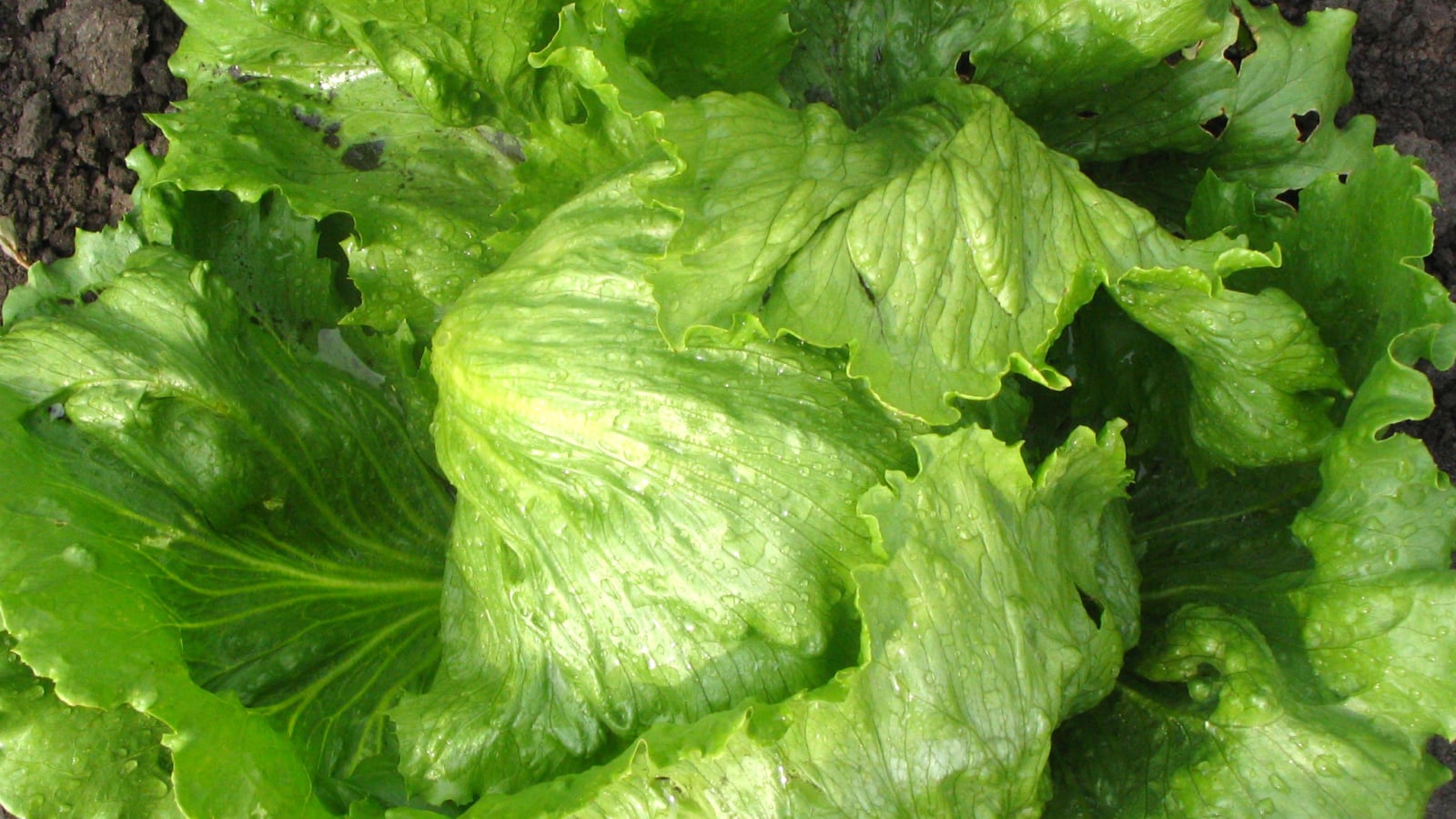 A dense layer of ruffled, broad leaves with a crisp, wrinkled texture and a bright, vibrant green color.