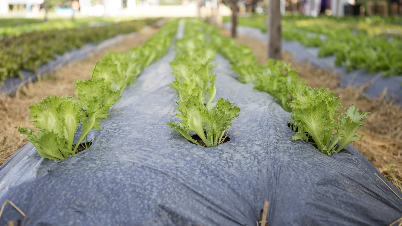 Close-up of young Lactuca sativa 'Iceberg' seedlings with wavy green leaves in a sunny garden covered with plastic mulch.