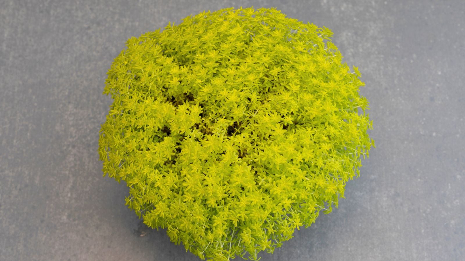A close-up and overhead shot of a mound of developing yellow-green colored leaves of the Tokyo Sun Stonecrop