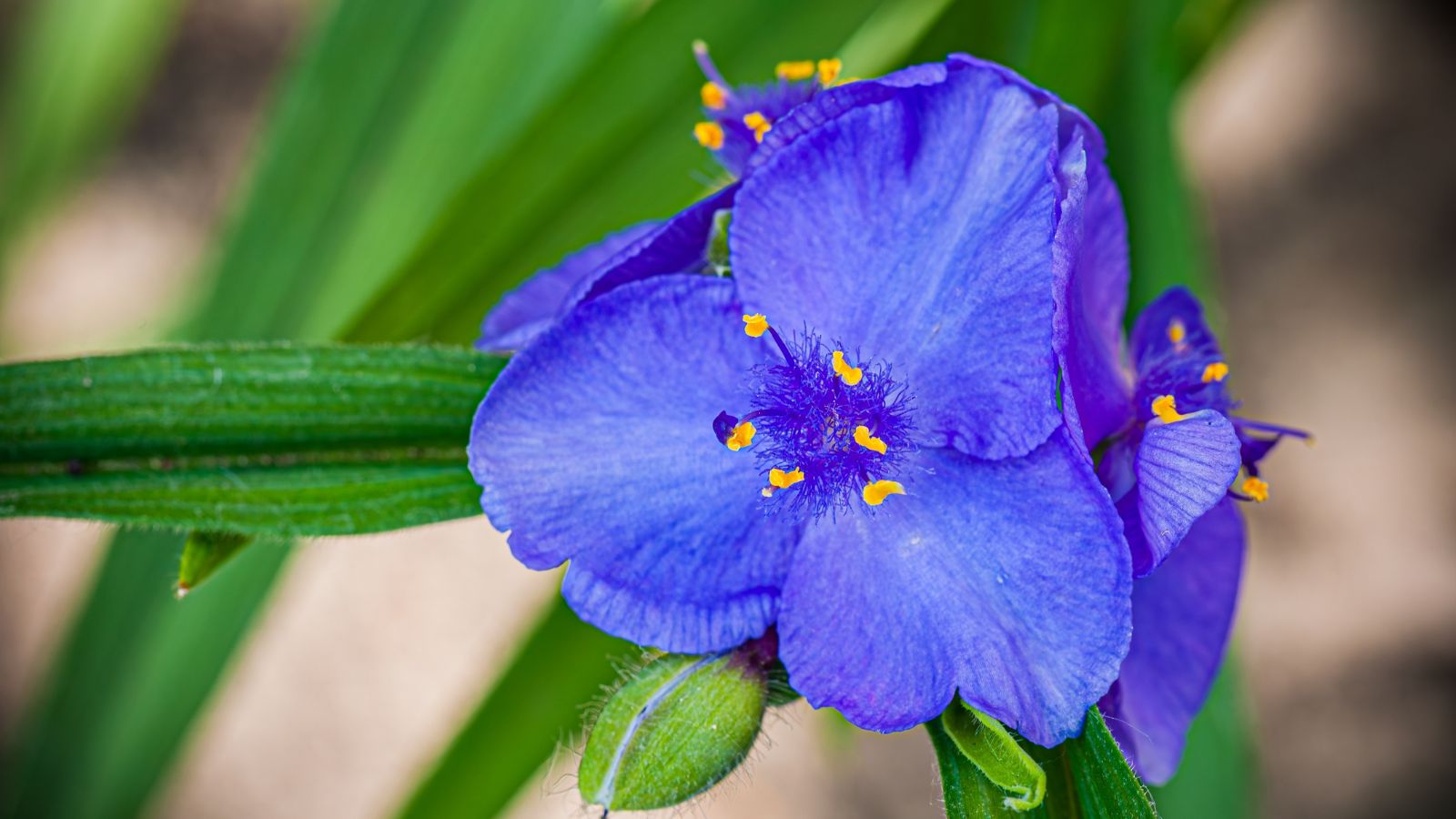 A closeup shout of a Tradescantia bloom appearing to have a vivid blue hue with deep green leaves in the background