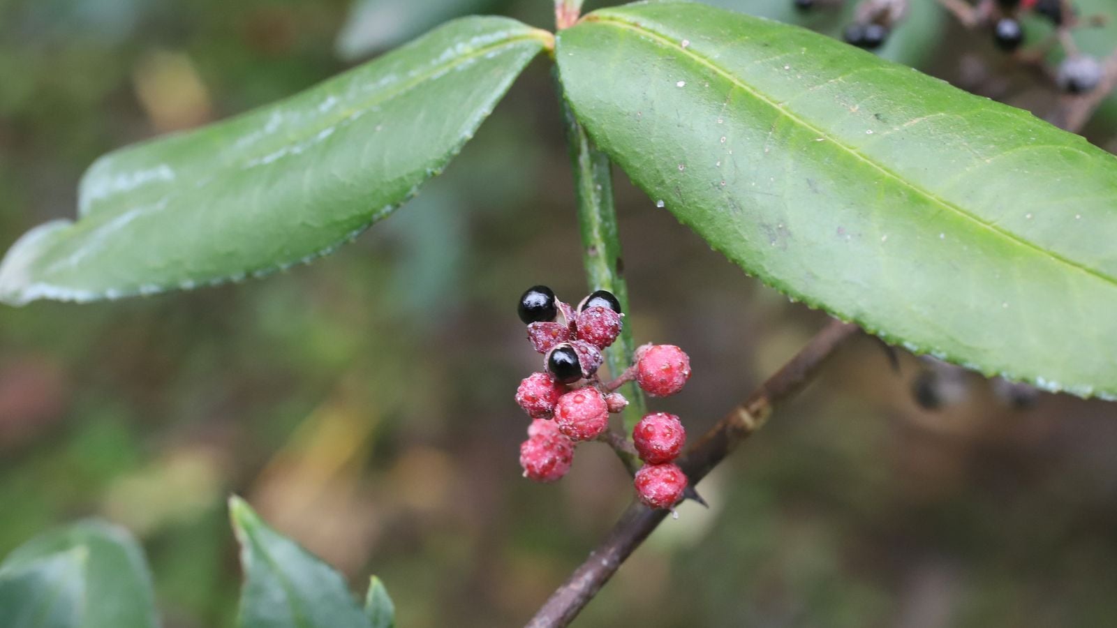 A closeup shot of a Zanthoxylum armatum tree branch with red purplish fruits at the end with green lobed leaves surrounding the cluster