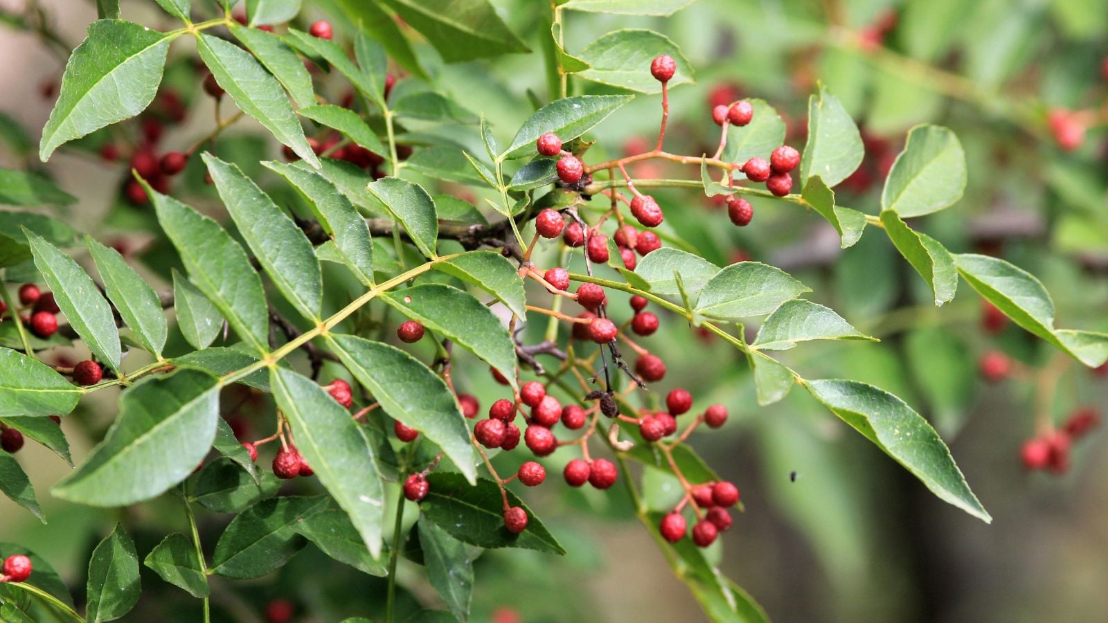 A closeup shot of a Zanthoxylum piperitum branch with countless red berries surrounded by lovely green leaves