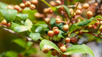A closeup shot of Zanthoxylum spp. appearing to have reddish round pieces forming on the end of its branches surrounded by green leaves