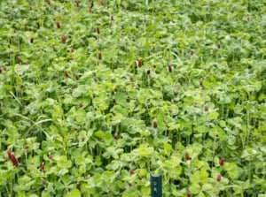 A thick layer of green clover cover crop appearing healthy and lush with some hints of red placed somewhere with a lot of sunlight