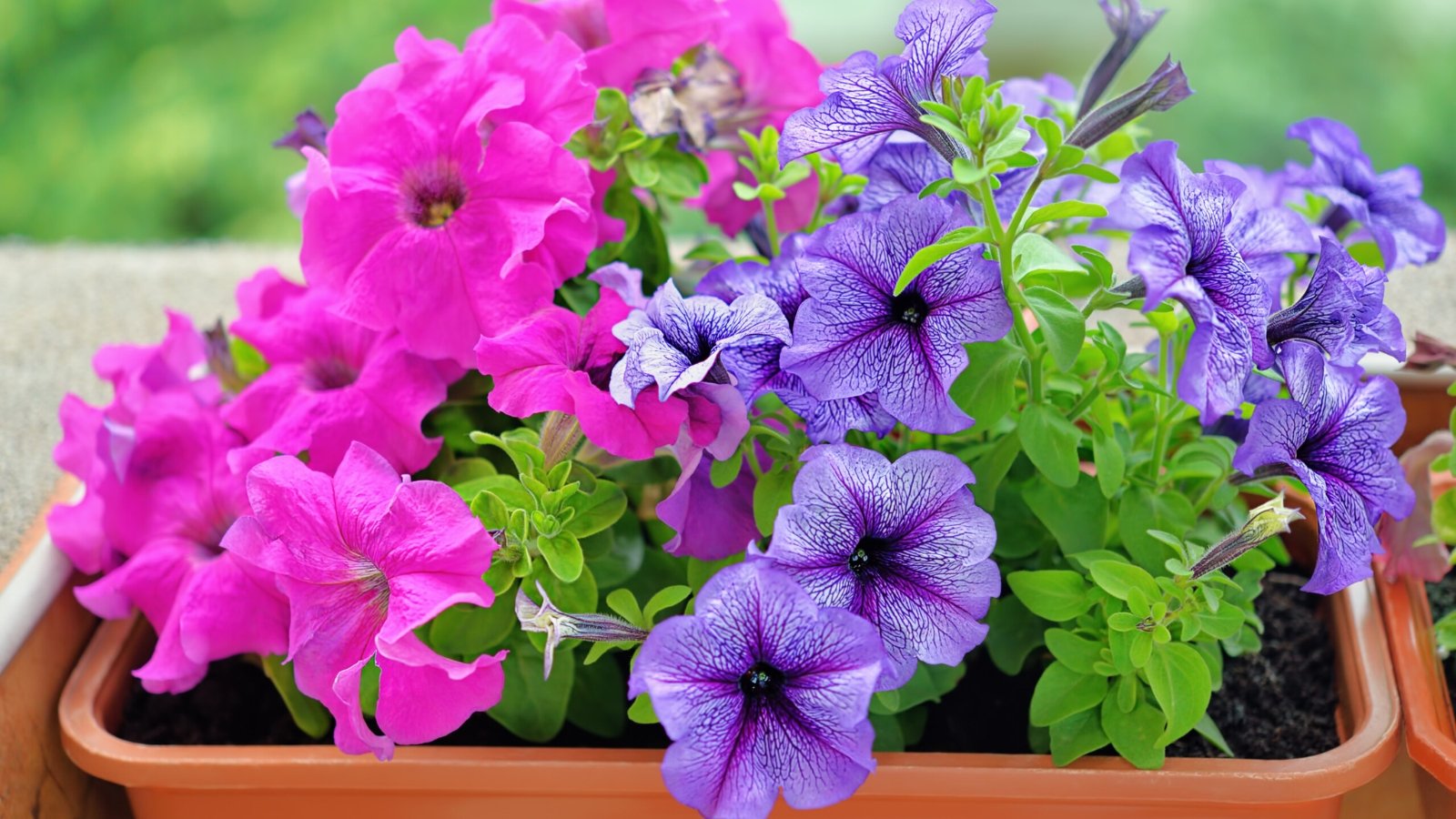 How to Grow Petunias from Seed in 7 Simple Steps