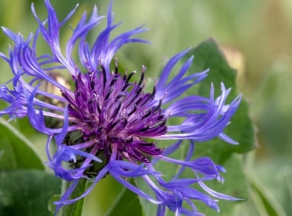 A close-up shot of a spiky purple colored bloom with a magenta colored center on top of a stem, showcasing one variety of perennial flowers