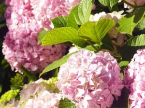 A close-up shot of a small composition of clusters of pink colored flowers alongside green foliage, that showcases if hydrangeas need sun or shade