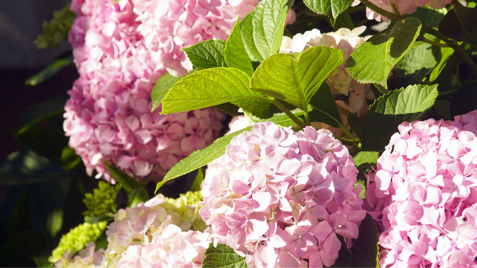 A close-up shot of a small composition of clusters of pink colored flowers alongside green foliage, that showcases if hydrangeas need sun or shade
