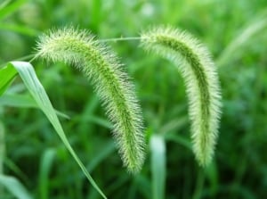 A close-up shot of feathery plumes and green leaves of a Foxtail, showcasing types of weeds