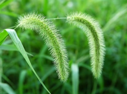 A close-up shot of feathery plumes and green leaves of a Foxtail, showcasing types of weeds