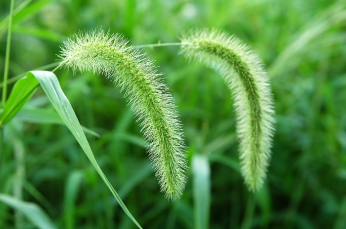 A close-up shot of feathery plumes and green leaves of a Foxtail, showcasing types of weeds