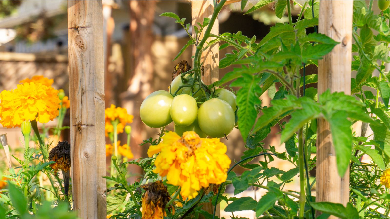 A close-up shot of ripening round fruits on its vines, alongside calendula and marigold flowers, showcasing tomato companion plants