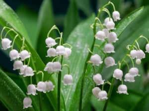 A close-up shot of small white and bell-shaped flowers, showcasing a type of shade perennials zone 5