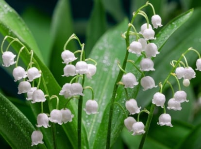 A close-up shot of small white and bell-shaped flowers, showcasing a type of shade perennials zone 5