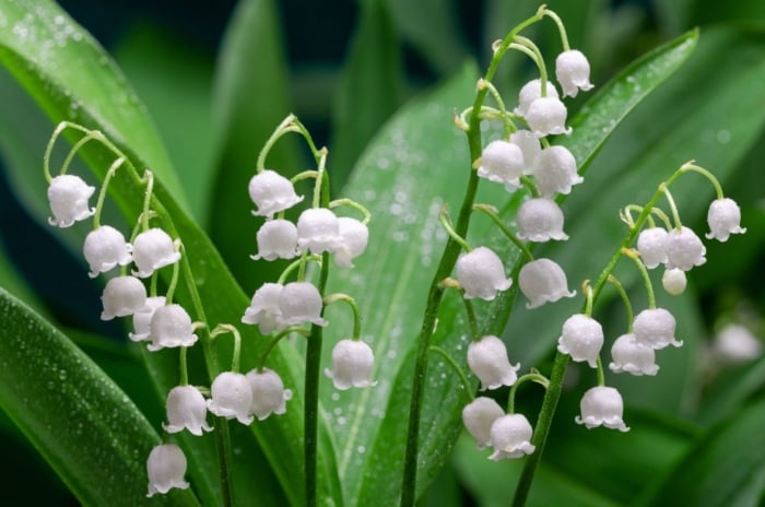 A close-up shot of small white and bell-shaped flowers, showcasing a type of shade perennials zone 5