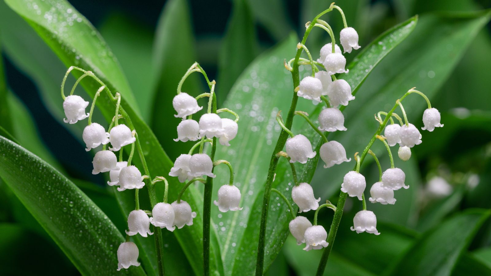 A close-up shot of small white and bell-shaped flowers, showcasing a type of shade perennials zone 5