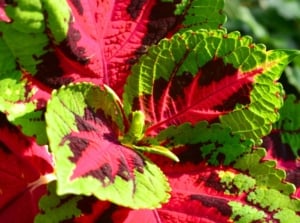 A close-up shot of vibrant lime-green edged leaves with maroon to pink centers of a plant, showcasing a full sun coleus variety