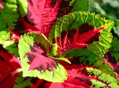 A close-up shot of vibrant lime-green edged leaves with maroon to pink centers of a plant, showcasing a full sun coleus variety