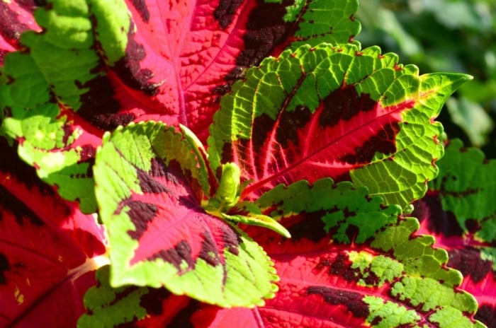 A close-up shot of vibrant lime-green edged leaves with maroon to pink centers of a plant, showcasing a full sun coleus variety