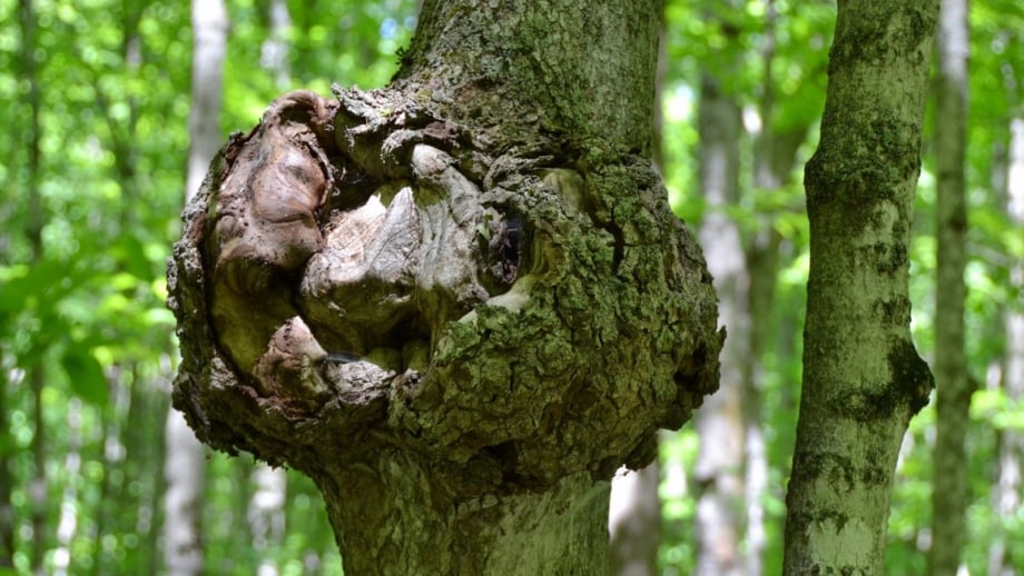 How to Identify, Control, and Prevent Crown Gall