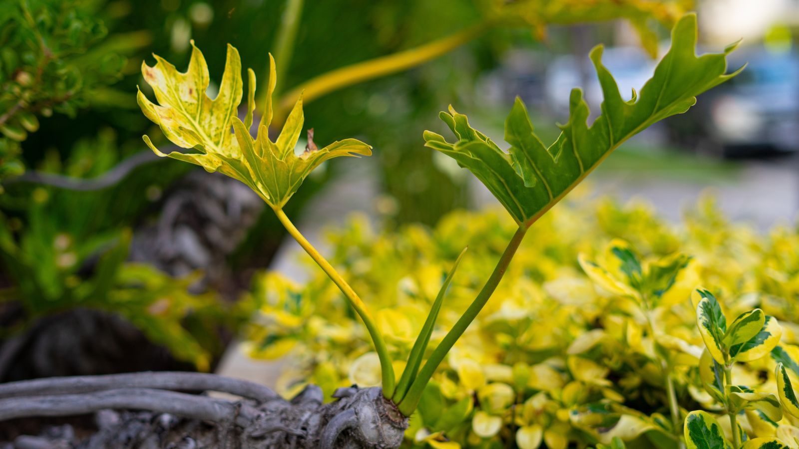 A plant with discolored foliage, appeaign to turn yellow with other bushes in the background