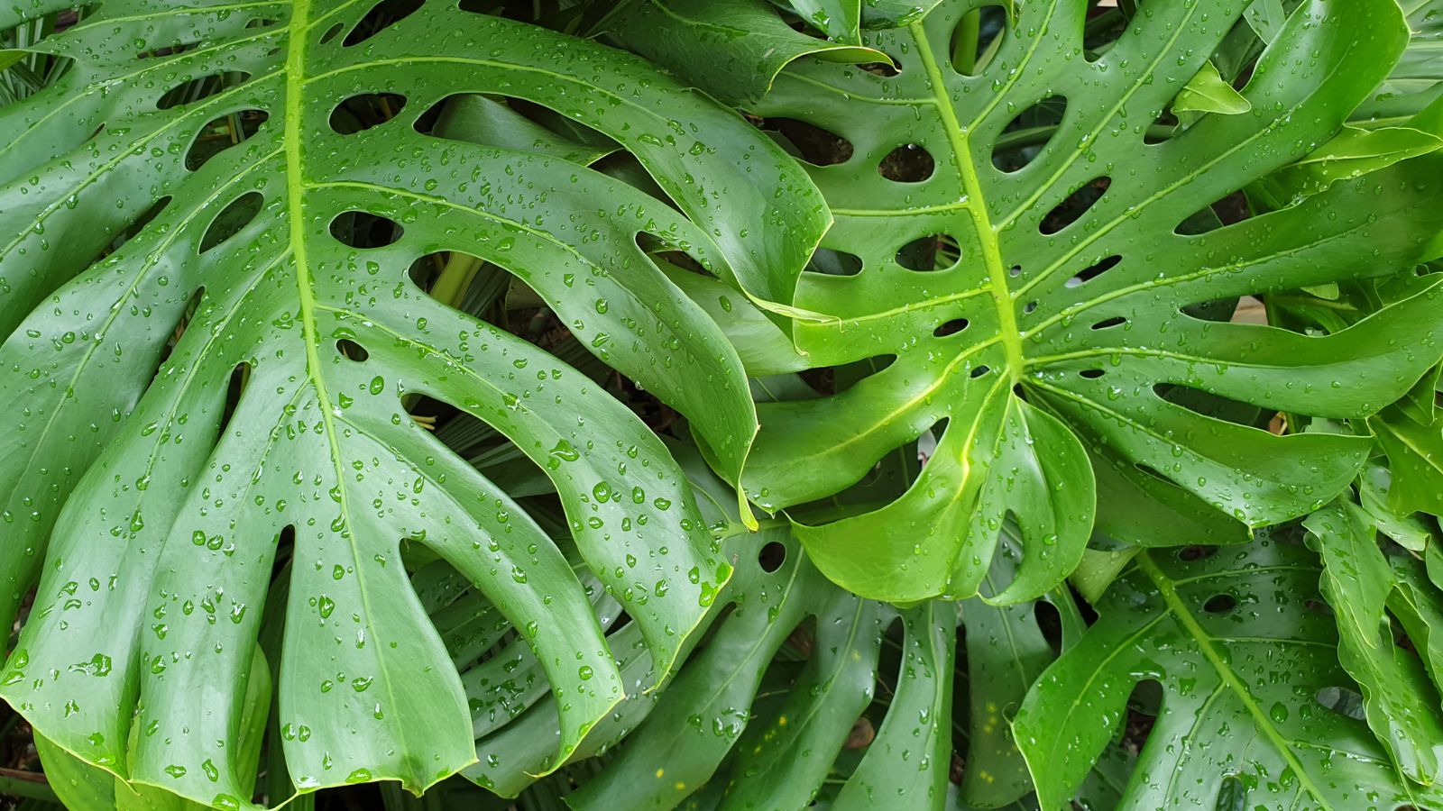 A plant with split leaf philodendron, appearing to have a smooth and moist surface with small water droplets