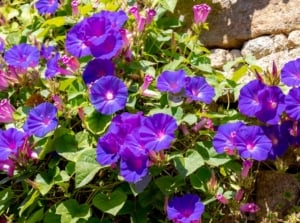 A shot of a composition of vibrant violet colored blooms and green foliage of a climbing plant, showcasing vines with purple flowers