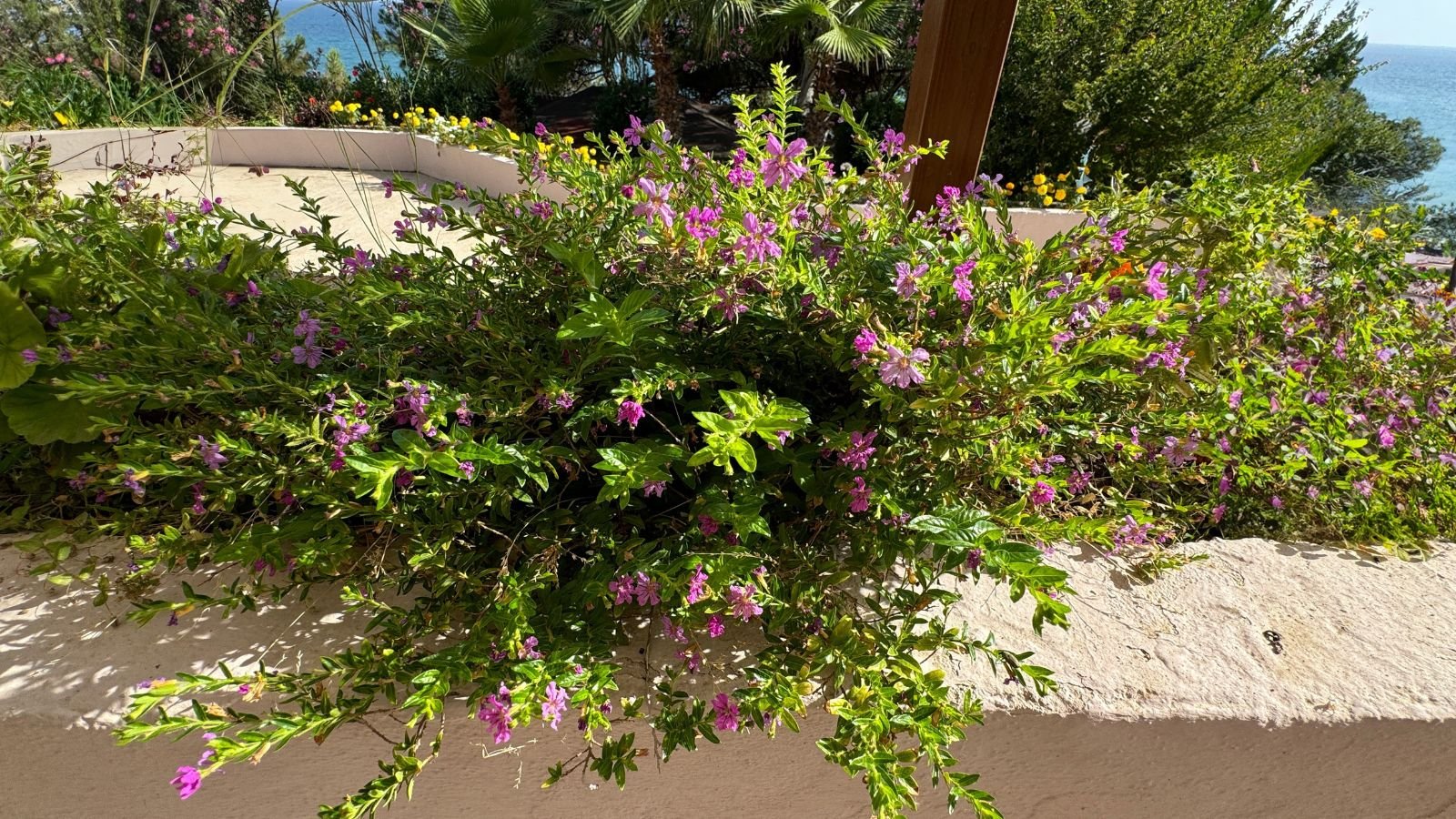 A shot of a growing shrub atop a stone wall barrier in a well lti area outdoors