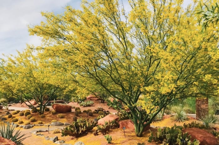A shot of a large yellow sapling alongside other foliage in a desert area, showcasing arizona trees