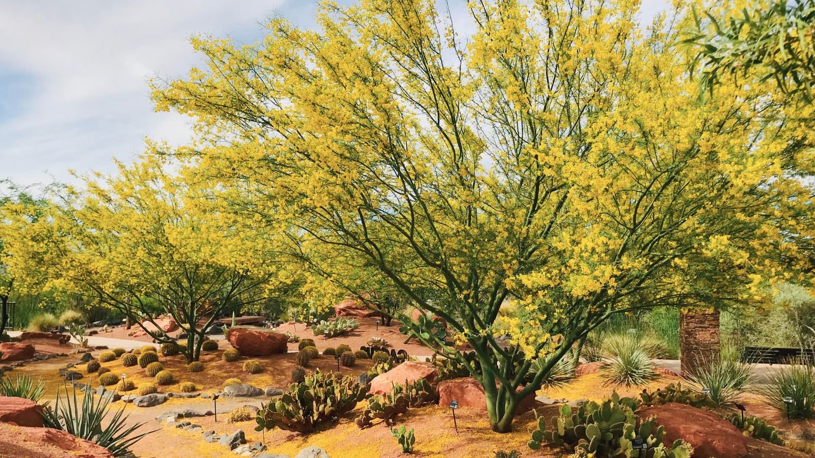 A shot of a large yellow sapling alongside other foliage in a desert area, showcasing arizona trees