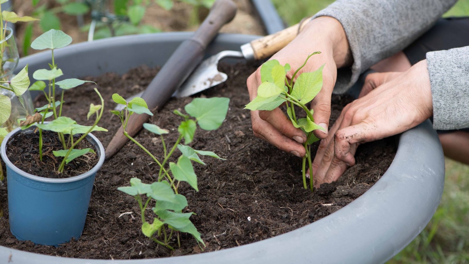 A shot of a person cultivating root crops on a large pot, showing how to grow sweet potatoes in containers